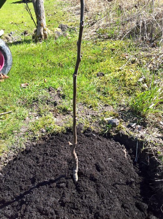 Ungt valnötsträd planterat i dränerad och kalkad jord i soligt läge.