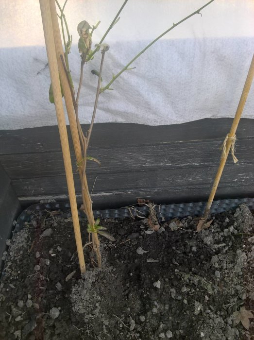 Ung kiwiplanta bekvämt stödd av bambupinnar i planteringslåda med skyddsväv i bakgrunden.