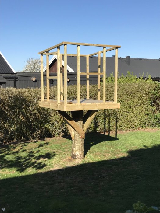 Pågående bygge av en liten träkoja på plattform uppförd kring en björkstam i en solig trädgård.