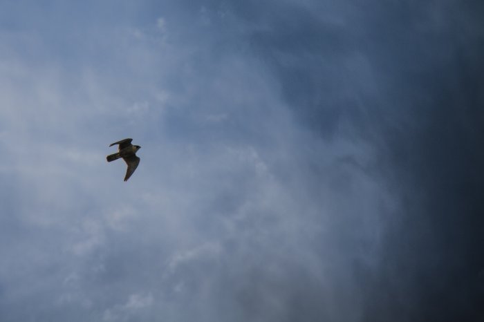 Fågel i flykt mot en himmel med spridda moln, möjlig knölsvan eller Kanadagås.