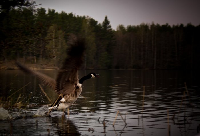 Kanadagås som tar flykt från en sjö med skog i bakgrunden.