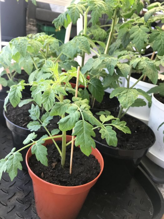 Unga tomatplantor av sorten Tiny Tim i krukor med fuktig jord, stöttade av små trästickor.