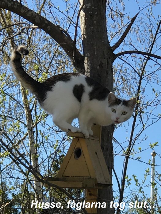 Svartvit katt på en gul fågelholk i ett träd med texten "Husse, fåglarna tog slut".