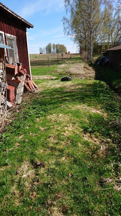 En lantlig trädgård under omvandling till golfgreen med redskap och hästar i bakgrunden.