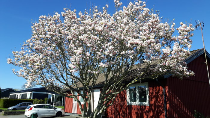 Blommande magnoliaträd framför rödmålat hus på en solig dag.