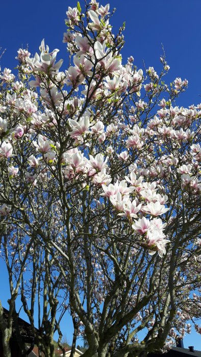 Ljusrosa magnoliablommor på grenar med blå himmel som bakgrund.