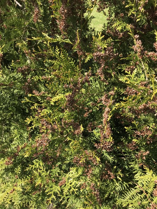 Del av en thujahäck med både gröna och bruna grenar, tecken på växtstress eller näringsbrist.