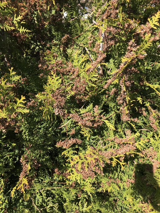 Thujahäck med blandning av gröna och bruna grenar indikerar problem med växtens hälsa.