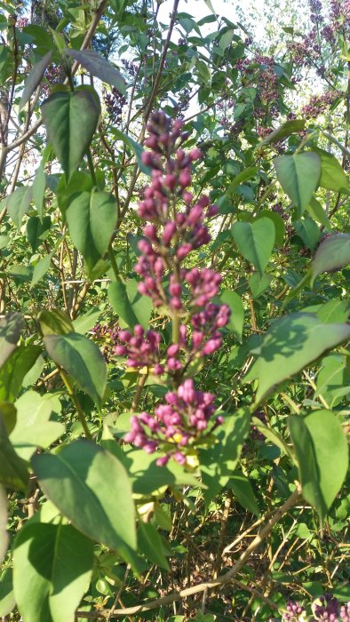 Syrenknoppar nära blomning bland gröna blad i en solig trädgård.