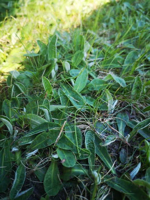 Närbild på gräs och gröna plantor på marken, möjlig trädgårdsrenovering.