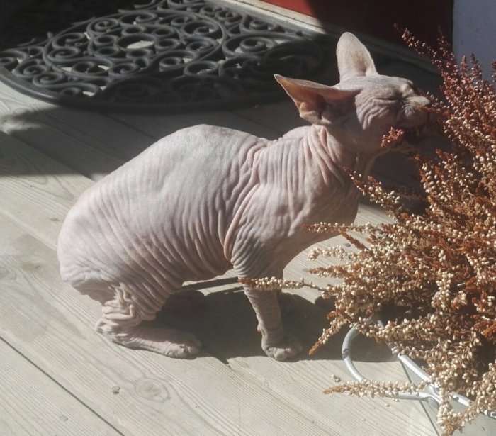 En nakenkatt som luktar på torkade blommor på en träveranda.