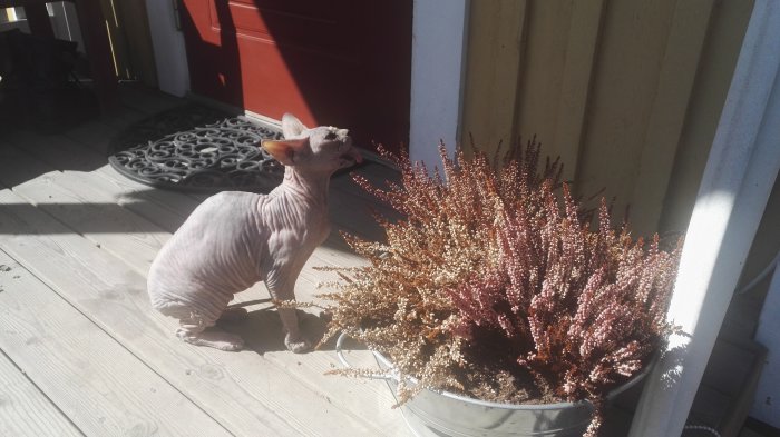 En naken sphynxkatt som tittar uppåt i solskenet brevid en kruka med torkade växter.