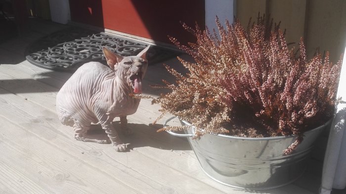 En naken katt gäspar bredvid en kruka med blommande ljung på en solig veranda.