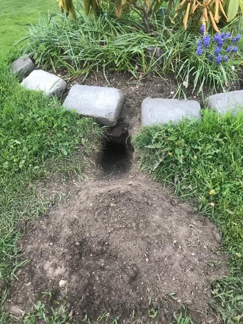 Stort hål grävt under en rhododendronbuske i en trädgård med stenplattor runtomkring.