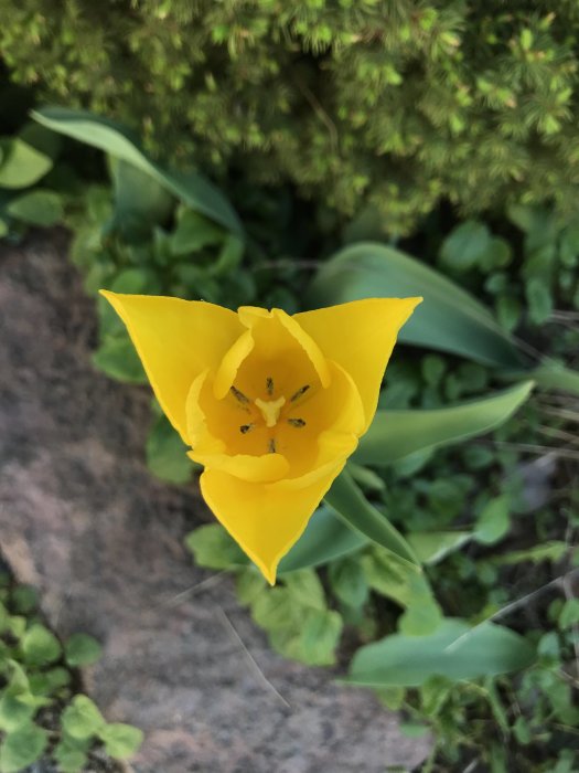 Gul tulpan sedd uppifrån med synliga ståndare, omgiven av gröna blad och maskrosblad i bakgrunden.