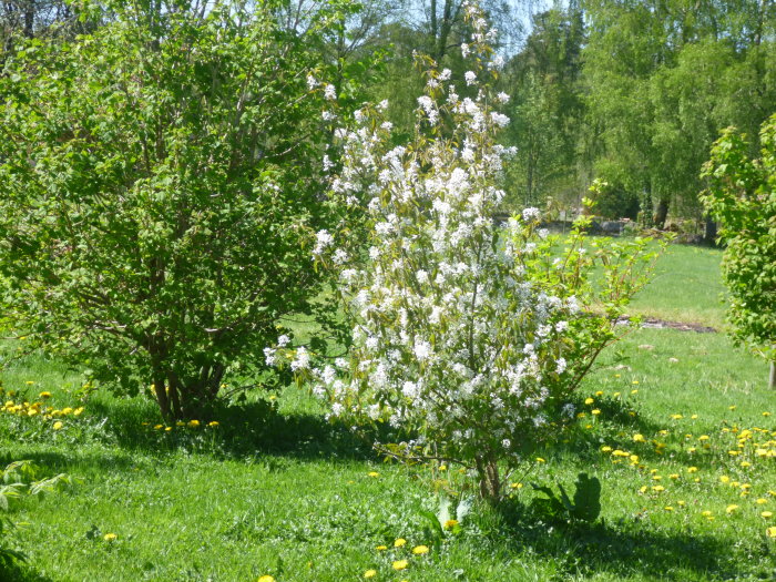 Lummig trädgård med blomstrande vit buske i förgrunden och gröna träd i bakgrunden under solig dag.