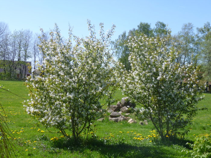 Blommande buskar i en solig trädgård med stenar och lövträd i bakgrunden.