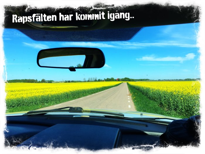 Utsikt från bilens förarsida på en väg omgiven av blommande rapsfält under blå himmel.