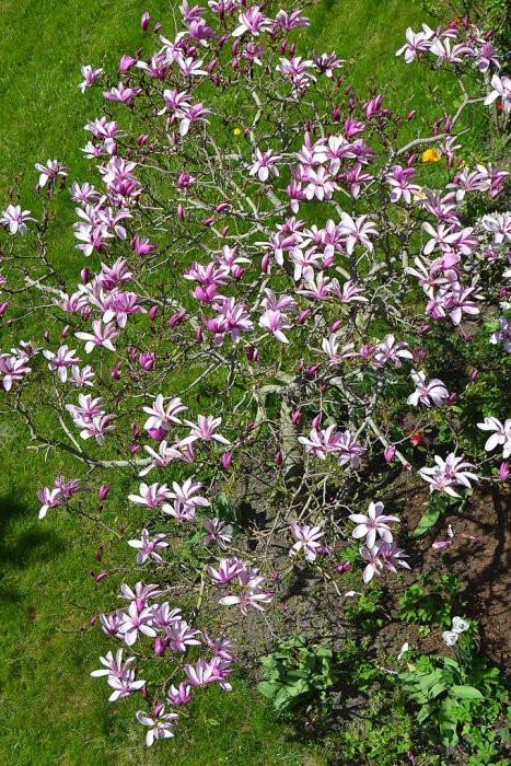 Magnoliaträd i full blom med stora rosa och vita blommor mot grön gräsmatta.