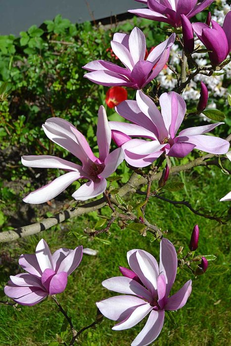 Ljusrosa och vita magnoliablommor i full blom mot en bakgrund av grönskande växter.