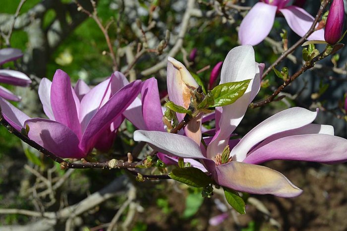 Närbild av en Magnolia med rosa och vita blommor i blom mot en suddig grönskande bakgrund.