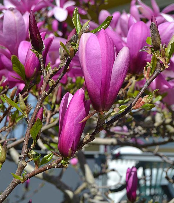 Magnoliaträd i full blom med rosa blommor och knoppar, tydliga i förgrunden.