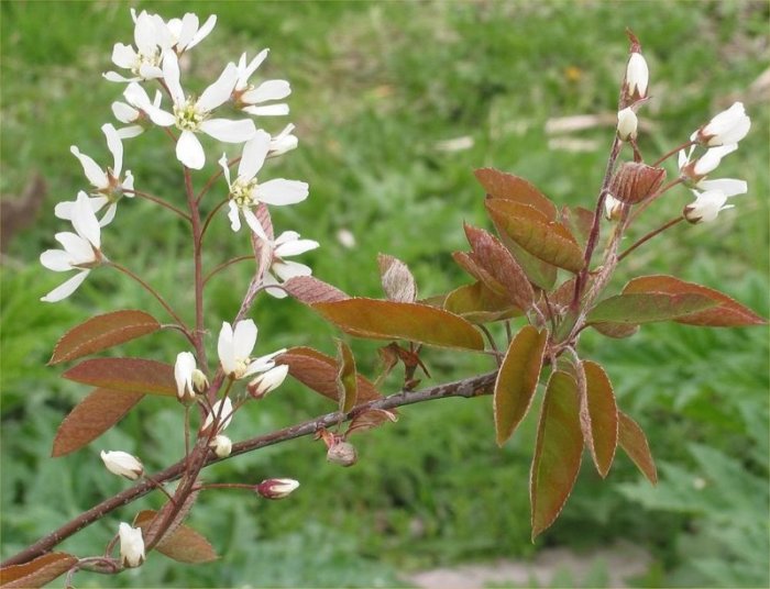 Vitblommande prakthäggmispel med rödbruna blad mot suddig grön bakgrund.