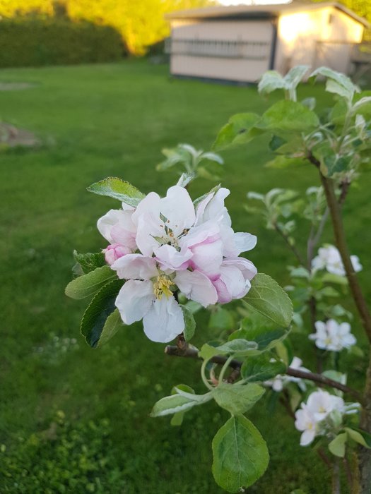 Närplan av rosa och vita äppelblommor med en suddig trädgård och friggebod i bakgrunden.