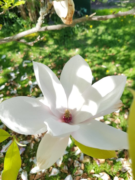 Närbild på en blommande vit magnoliablomma med friskt grönt gräs i bakgrunden.