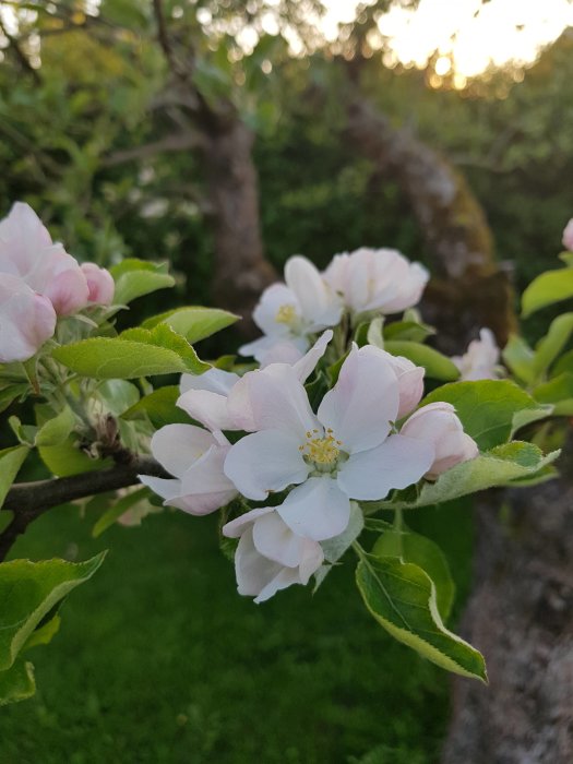 Närbild av blommande äppelträd med vita blommor i en trädgård vid solnedgång.