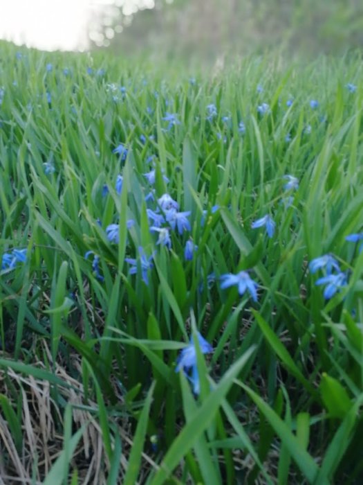 Blå scilla blommor i full blom bland grönt gräs i en trädgård.