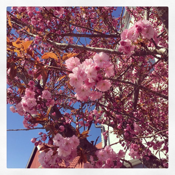 Rosa blommande träd mot en klarblå himmel med en vit byggnad i bakgrunden.