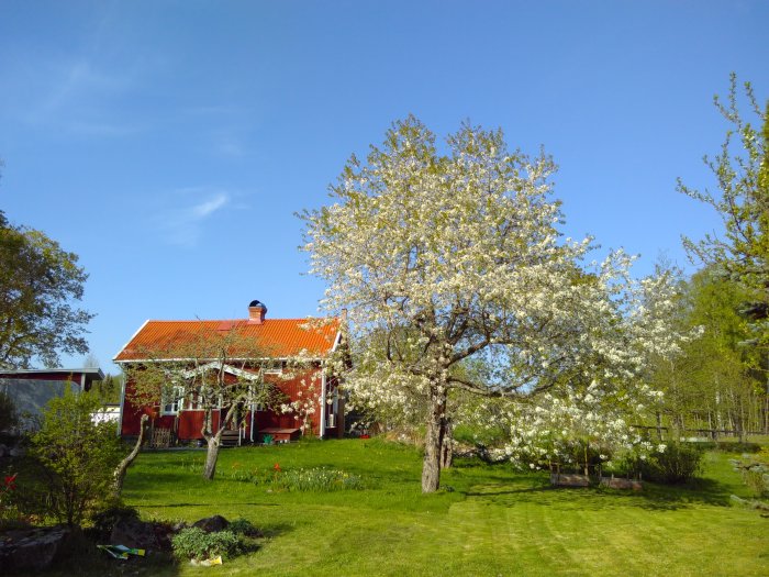 Solpaneler installerade på taket av en röd stuga omgiven av blommande träd i en lummig trädgård.