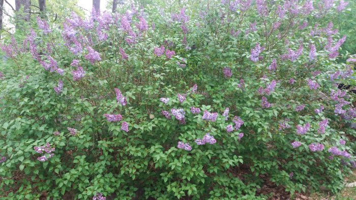 En tät syrenbuske med många lila blomklasar i full blom.