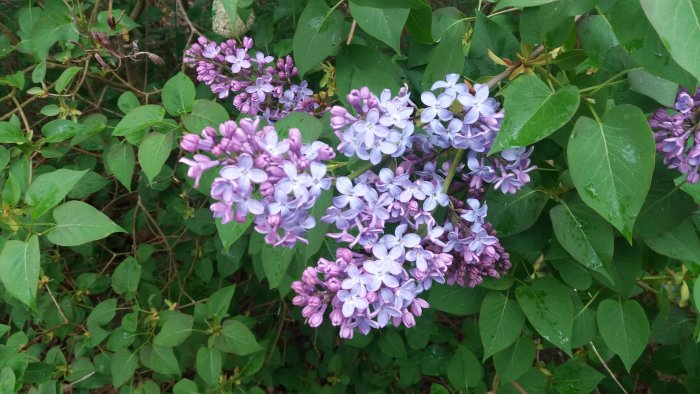 Syrenbuske med fyllda lila blommor i full blom mot grönbladig bakgrund.