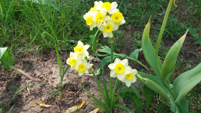 Härligt blommande vita och gula narcissblommor med gröna blad i trädgård.