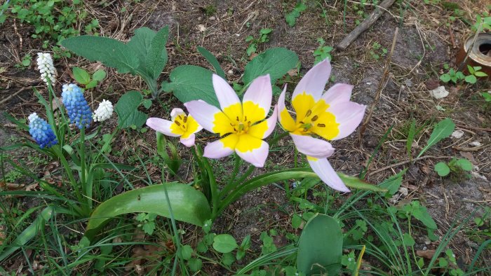 Blommande tulpaner och små klockhyacinter i en trädgård.