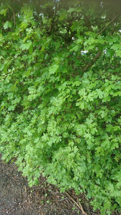 Lummig häckväxt med gröna blad i behov av beskärning för föryngring och täthet.