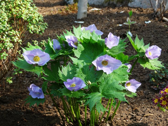 Lila blommor av Lunddocka Glaucidium palmatum i en trädgård med gröna löv och mörk jord.