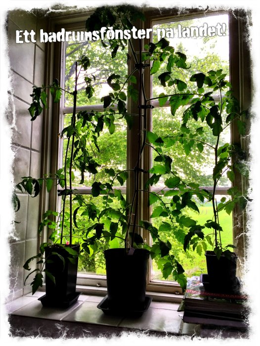 Tomatplantor som växer inne och täcker ett badrumsfönster med utsikt över grönska.