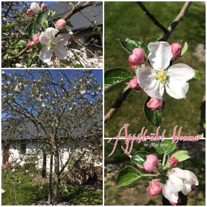 Äppelträd i blom med vita blommor och rosa knoppar, collage med närbild och trädets silhuett mot hus.