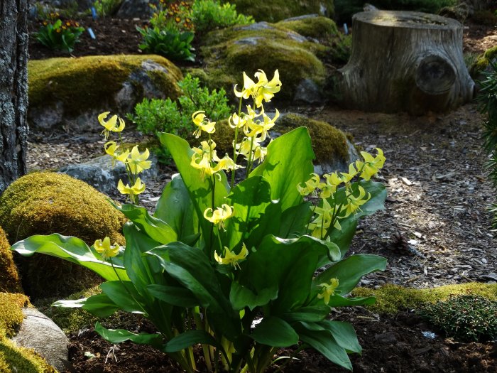 Erythronium 'Pagoda' hundtandslilja i blom i en trädgård med mossa och stubbe i bakgrunden.