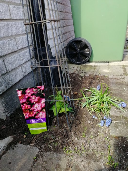 Nyplanterad Klematis och blommande pärlhyacinter vid soptunna och stuprör, tidigare plats för humle.