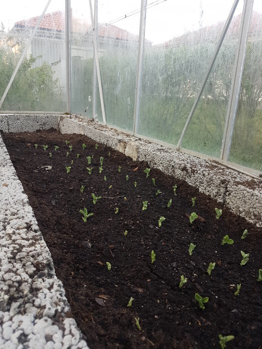 Tomatplantor och sockerärtor spirar i växthusjord, växthusets genomskinliga väggar i bakgrunden.