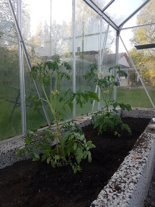 Tomatplantor och sockerärtor som växer i ett växthus med synlig jord och grusgång.