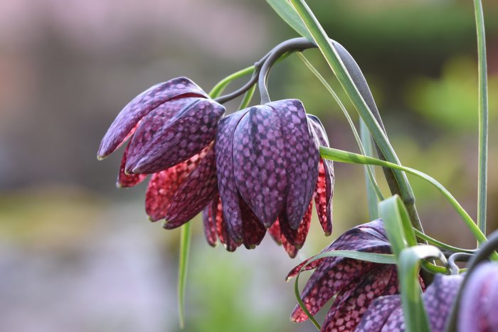 Närbild på blommande Fritillaria meleagris, kungsängslilja, med mörkt mönstrade klockformade blommor.