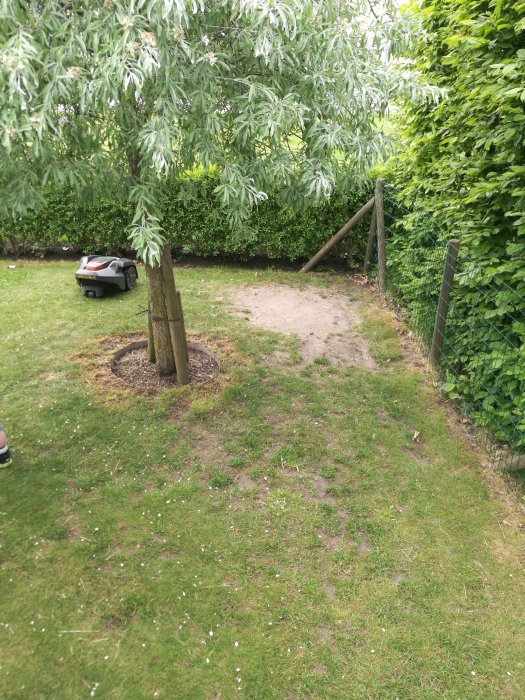 Områden med uttunnat gräs och jord på en gräsmatta under ett träd intill en häck.