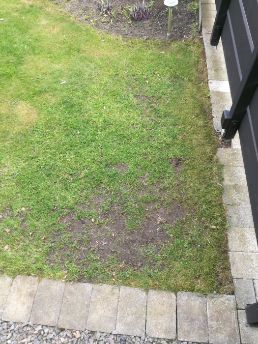 Gräsmatta med kala fläckar intill stengångväg och blomsterbädd, behöver regenerering.