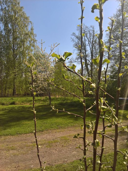 Unge blad på valnötsträd med en blommande buske i bakgrunden i en solig trädgård.