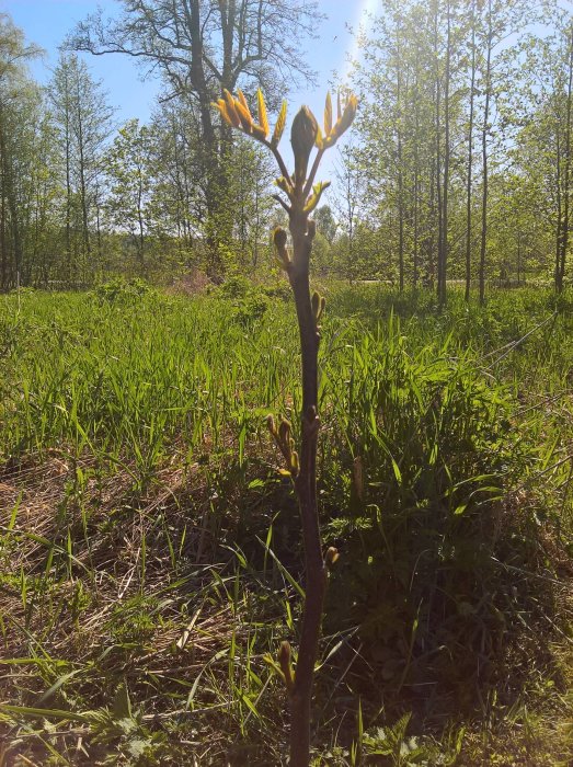 Ungt valnötsträd som börjar gro med öppnande knoppar i naturlig omgivning och solljus.